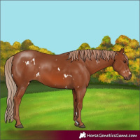 Horse Color:White Spotted Chestnut 