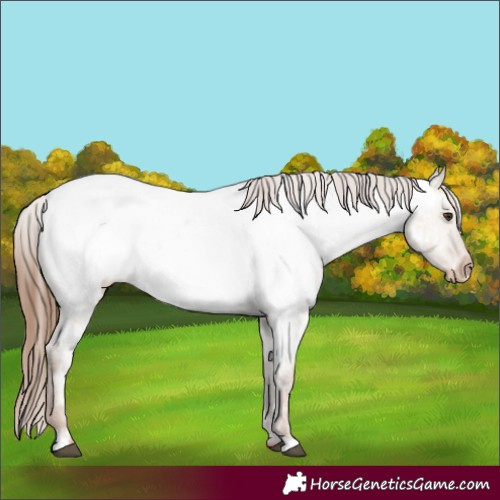 Horse Color:Red Dun Ice Near Fewspot Rabicano
