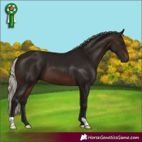 Horse Color:Gray Silver Brown 