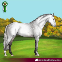 Horse Color:Gray Silver Brown 