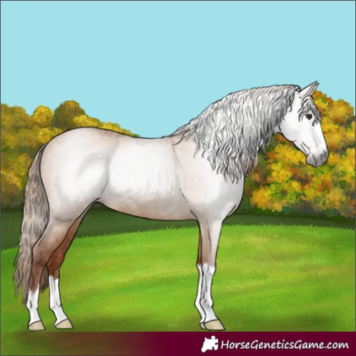 Horse Color:Gray Red Dun Rabicano 