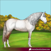 Horse Color:Gray Red Dun Rabicano