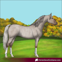 Horse Color:Silver Grullo Roan Rabicano
