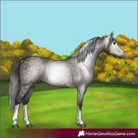 Horse Color:Gray Bay Tobiano Rabicano 