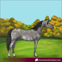 Horse Color:Grullo Ice 