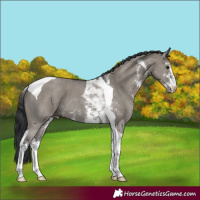 Horse Color:Grullo Sabino Tobiano 