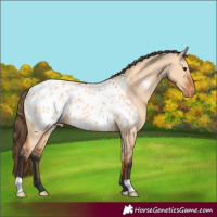 Horse Color:Bay Dun Appaloosa 