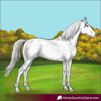 Horse Color:Silver Bay Varnish 