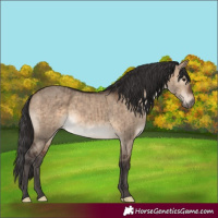 Horse Color:Brown Dun Sabino Brindle 