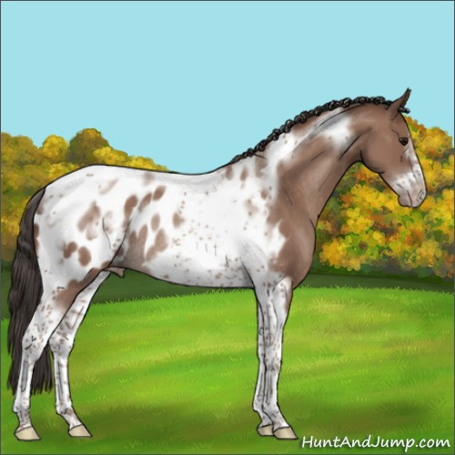 Horse Color:Classic Champagne Tobiano Frame Near Leopard Rabicano
