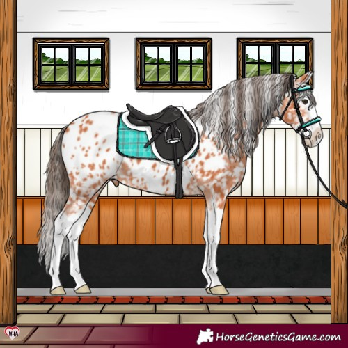 Horse Color:Bay Splash Near Leopard