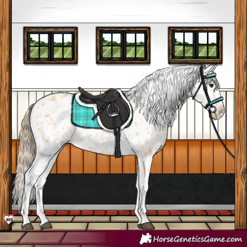 Horse Color:Buckskin Splash Near Leopard