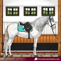 Horse Color:Buckskin Splash Near Leopard 