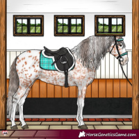 Horse Color:Bay Splash Appaloosa 