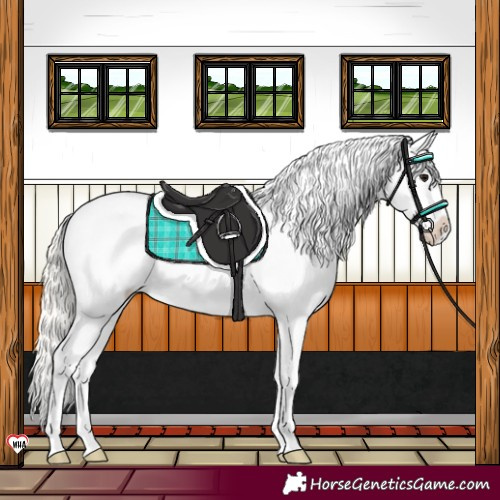 Horse Color:Silver Grullo Appaloosa 