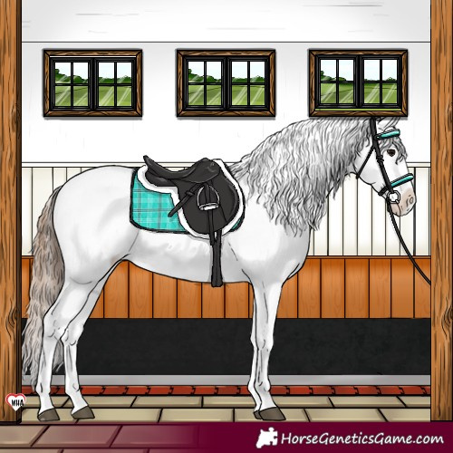 Horse Color:Grullo Snowflake Varnish