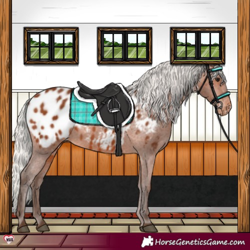 Horse Color:Silver Brown Appaloosa