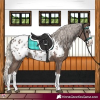 Horse Color:Silver Black Splash Near Leopard
