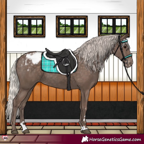 Horse Color:Silver Black Appaloosa