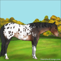 Horse Color:Brown Appaloosa