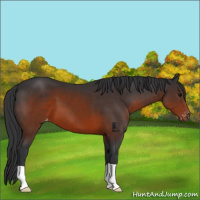 Horse Color:Brown Appaloosa 