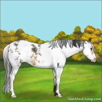 Horse Color:Buckskin Sabino