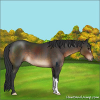 Horse Color:Brown 
