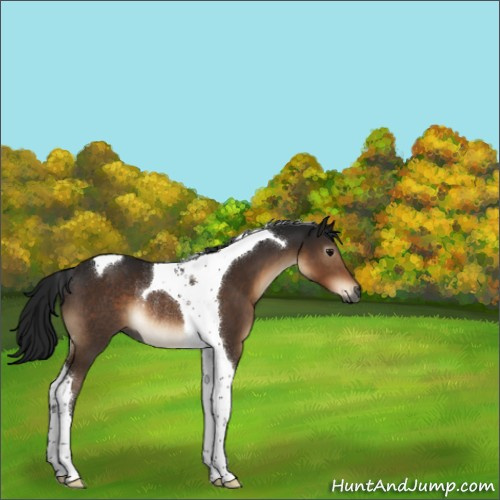 Horse Color:Gray Brown Tobiano Rabicano 
