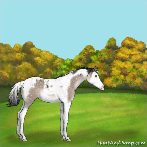 Horse Color:Brown Dun Mushroom Splash Tobiano Appaloosa 