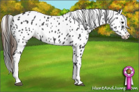 Horse Color:Smoky Black Appaloosa 