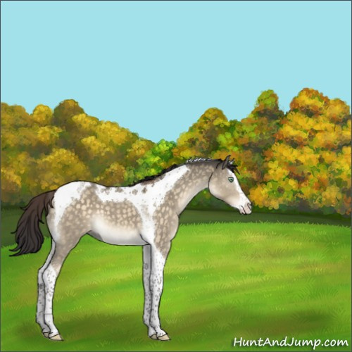 Horse Color:Buckskin Dun Mushroom Splash Tobiano 