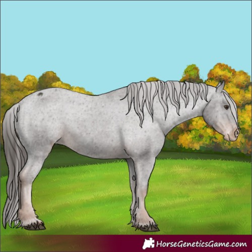Horse Color:Unknown 