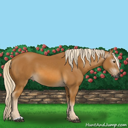 Horse Color:Gray Palomino 