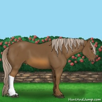 Horse Color:Chocolate Palomino 