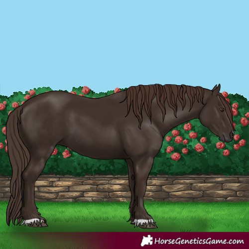 Horse Color:Liver Chestnut 