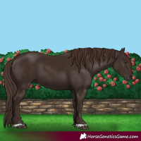 Horse Color:Liver Chestnut 