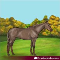 Horse Color:Liver Red Dun Rabicano 