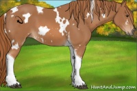 Horse Color:White Spotted Chestnut Tobiano
