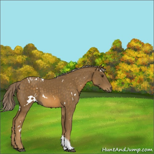 Horse Color:White Spotted Chocolate Palomino Tobiano 