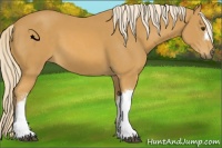 Horse Color:Palomino 