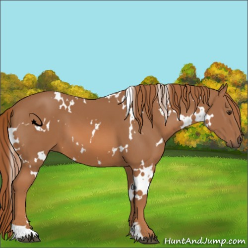 Horse Color:White Spotted Chestnut