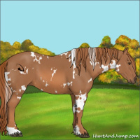 Horse Color:White Spotted Chestnut 