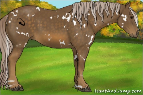Horse Color:White Spotted Chocolate Palomino