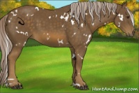 Horse Color:White Spotted Chocolate Palomino