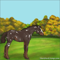 Horse Color:White Spotted Liver Chestnut Sabino