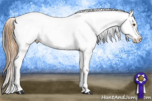 Horse Color:Buckskin Near Leopard 