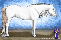 Horse Color:Buckskin Near Leopard 