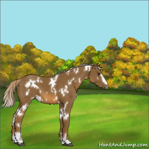 Horse Color:White Spotted Chocolate Palomino Sabino