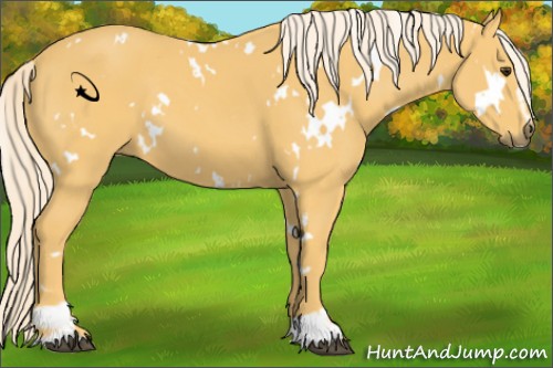 Horse Color:White Spotted Palomino Sabino 