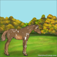 Horse Color:White Spotted Chocolate Palomino